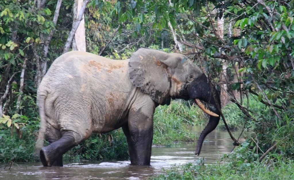 View - Loạt sự thật bất ngờ về loài voi nhỏ nhất thế giới | Báo Tri thức và Cuộc sống - TIN TỨC PHỔ BIẾN KIẾN THỨC 24H