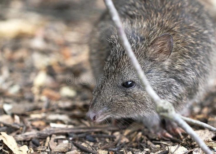 Gallery - Tận mục loài thú có túi nguyên thủy, bí hiểm nhất thế giới | Báo Tri thức và Cuộc sống - TIN TỨC PHỔ BIẾN KIẾN THỨC 24H