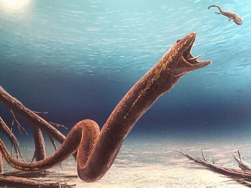 View - Bí ẩn khó giải loài lưỡng cư 300 triệu tuổi, cơ thể y hệt rắn | Báo Tri thức và Cuộc sống - TIN TỨC PHỔ BIẾN KIẾN THỨC 24H