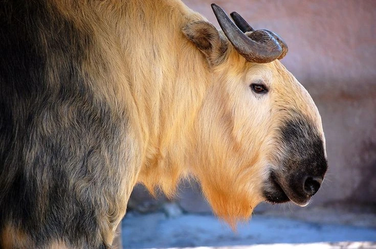 View - Lạ lùng loài vật nửa trâu rừng nửa linh dương thống trị Himalaya | Báo Tri thức và Cuộc sống - TIN TỨC PHỔ BIẾN KIẾN THỨC 24H