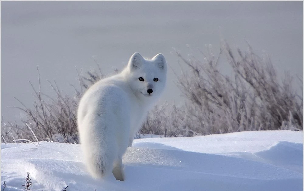 View - Cận cảnh loài chó hoang dã duy nhất sống được ở -50°C | Báo Tri thức và Cuộc sống - TIN TỨC PHỔ BIẾN KIẾN THỨC 24H