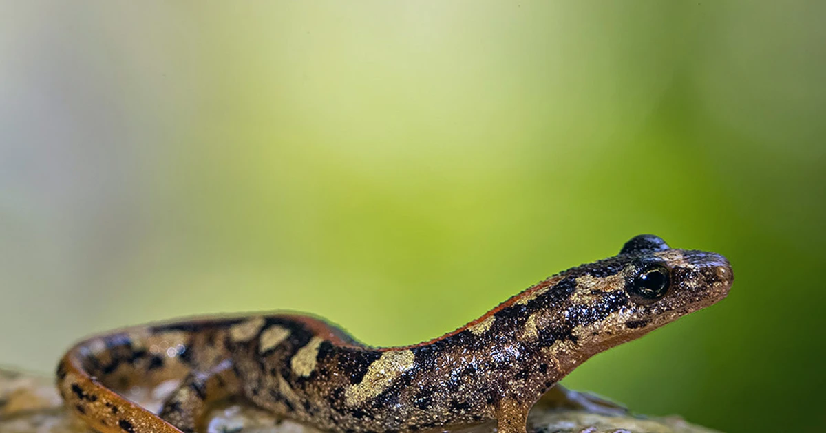 View - Vẻ ngoài dị hợm của loài lưỡng cư trên đảo giữa Địa Trung Hải | Báo Tri thức và Cuộc sống - TIN TỨC PHỔ BIẾN KIẾN THỨC 24H