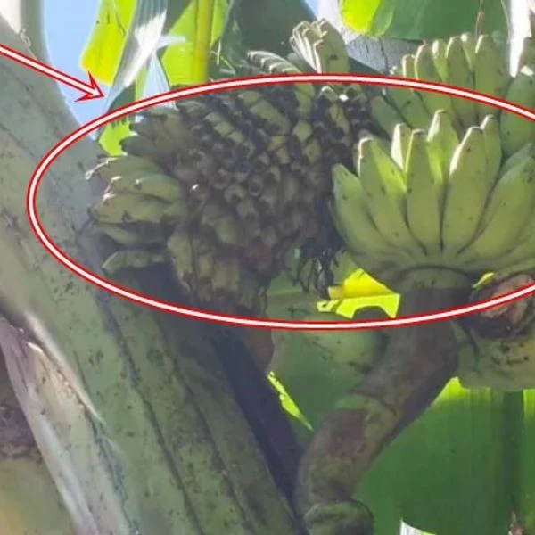 View - Cây chuối xuất hiện 'điềm lạ', dân làng kéo tới xem nườm nượp | Báo Tri thức và Cuộc sống - TIN TỨC PHỔ BIẾN KIẾN THỨC 24H