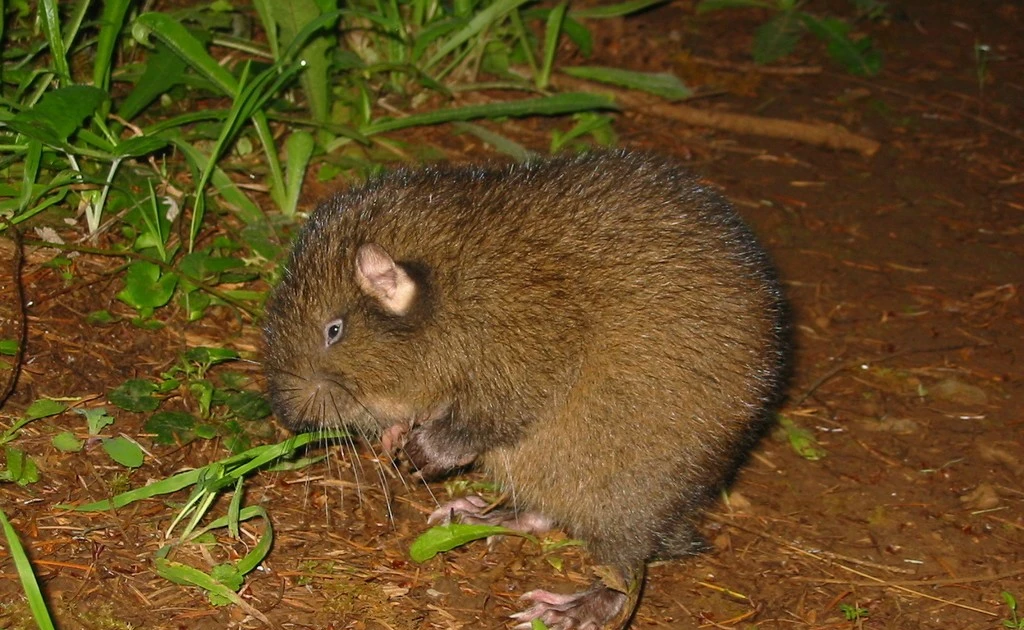 View - Tận mục loài gặm nhấm cổ nhất hành tinh, triệu năm không thay đổi | Báo Tri thức và Cuộc sống - TIN TỨC PHỔ BIẾN KIẾN THỨC 24H