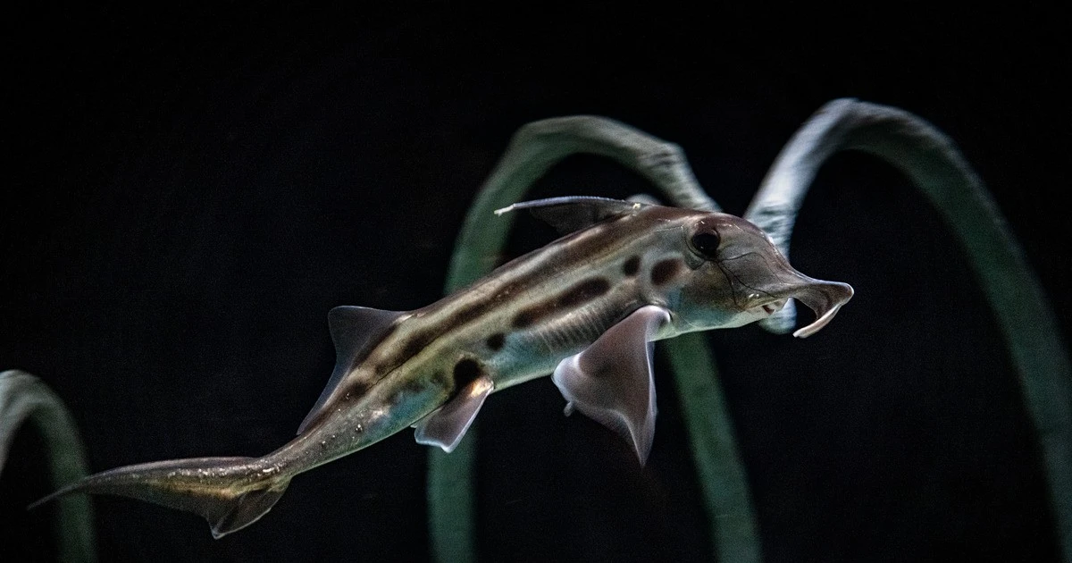 View - Cận cảnh loài cá 300 triệu tuổi, cổ xưa nhất còn tồn tại trên Trái đất | Báo Tri thức và Cuộc sống - TIN TỨC PHỔ BIẾN KIẾN THỨC 24H