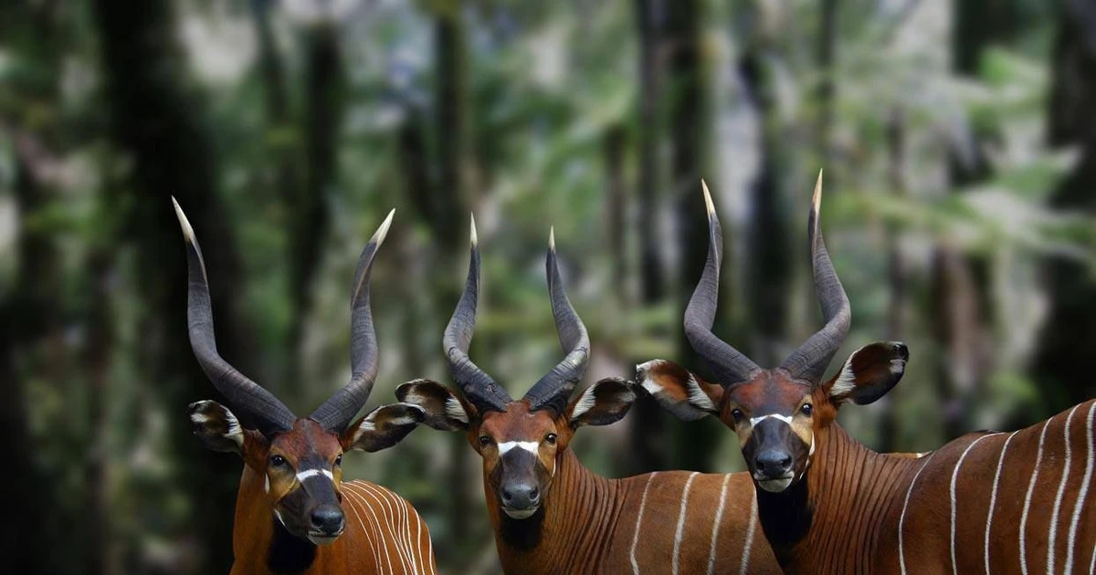 View - Tập tính thú vị của loài linh dương khổng lồ có vằn độc nhất châu Phi | Báo Tri thức và Cuộc sống - TIN TỨC PHỔ BIẾN KIẾN THỨC 24H