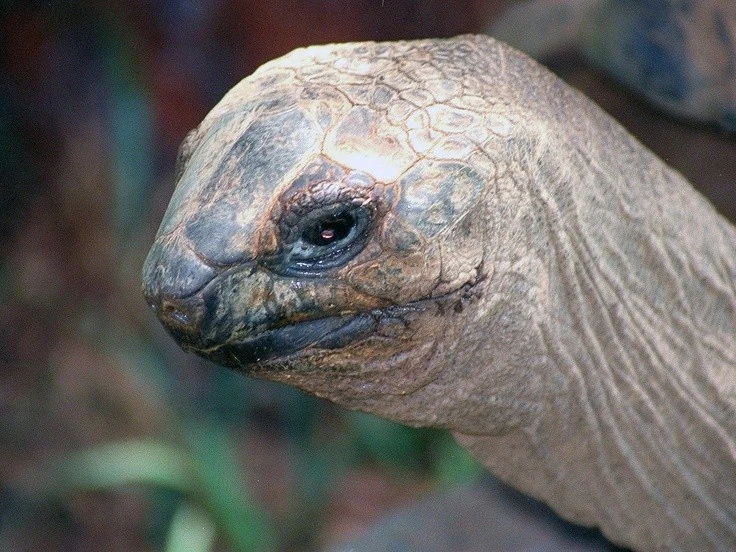 View -  Kỳ thú loài rùa nặng 250 kg, cổ dài bất thường, sống thọ tới 250 tuổi | Báo Tri thức và Cuộc sống - TIN TỨC PHỔ BIẾN KIẾN THỨC 24H