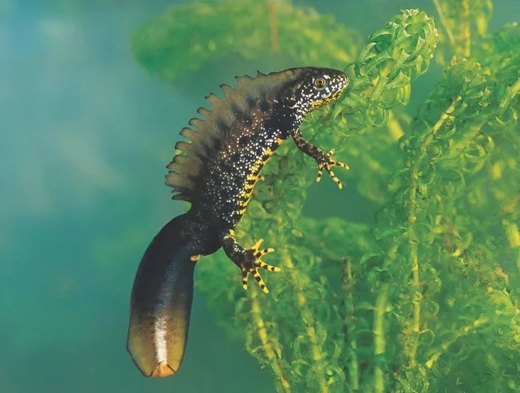 View - Sa giông có mào trên lưng, như bước ra từ truyền thuyết | Báo Tri thức và Cuộc sống - TIN TỨC PHỔ BIẾN KIẾN THỨC 24H