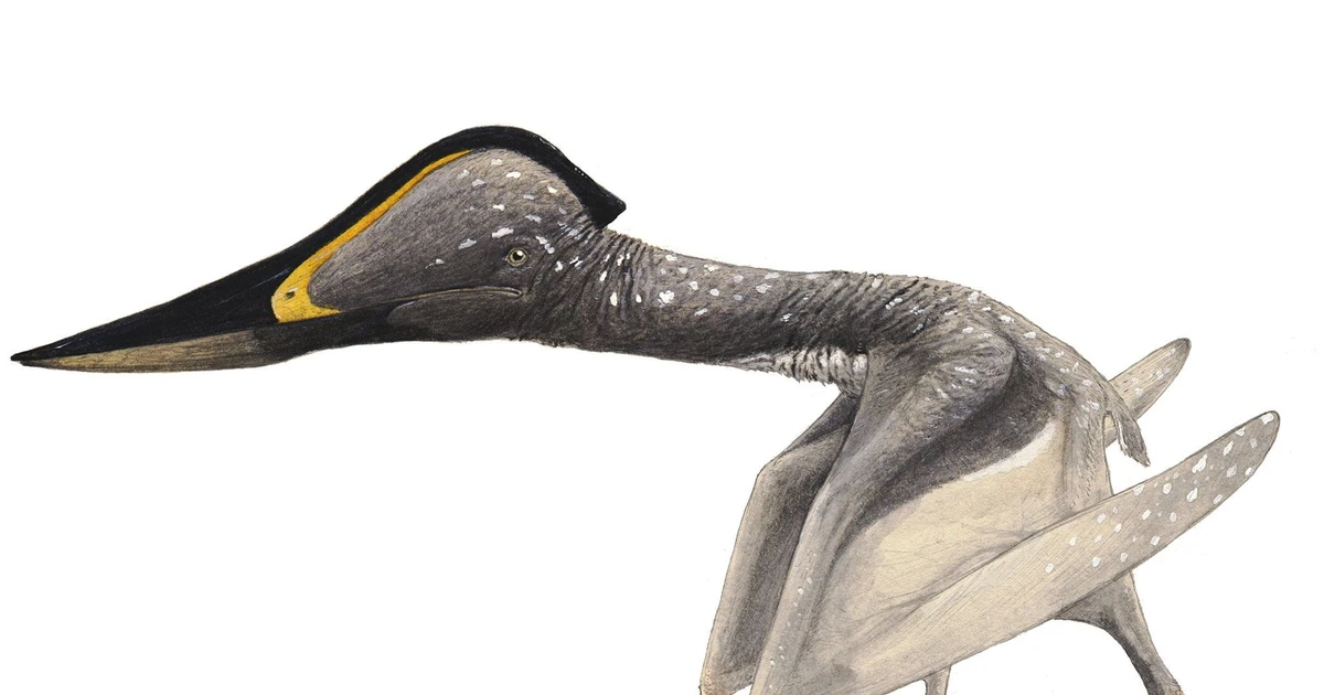 View - Tận mục loài thằn lằn bay có mỏ cực dị, sải cánh rộng 3 mét | Báo Tri thức và Cuộc sống - TIN TỨC PHỔ BIẾN KIẾN THỨC 24H