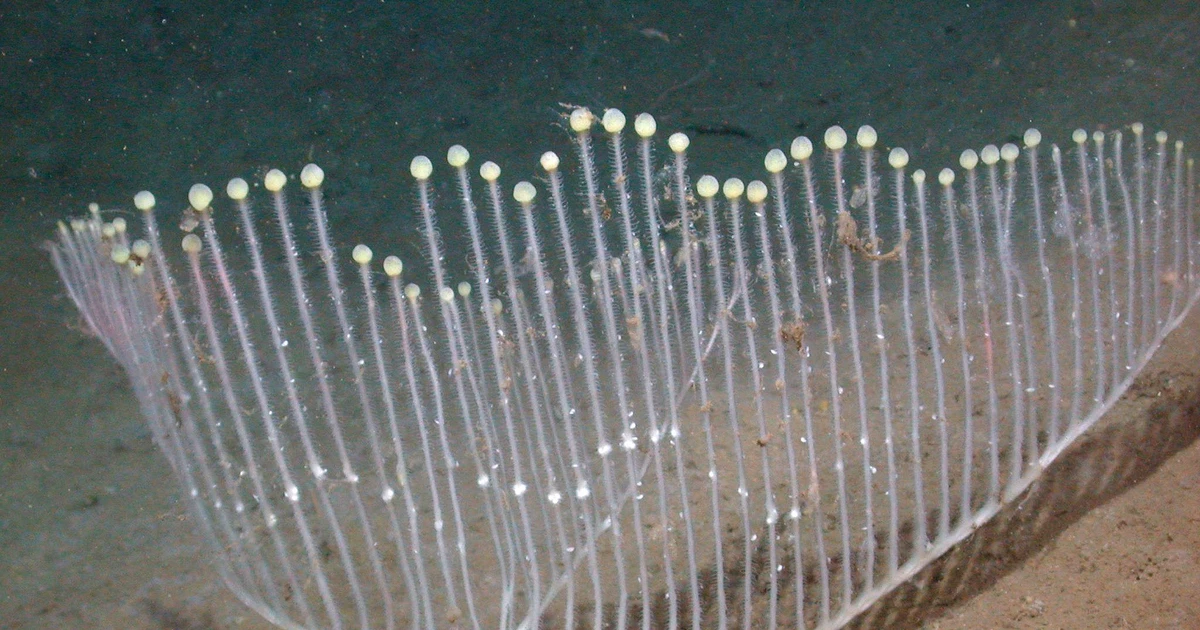 Gallery - Top loài vật kỳ thú được phát hiện năm 2025 | Báo Tri thức và Cuộc sống - TIN TỨC PHỔ BIẾN KIẾN THỨC 24H