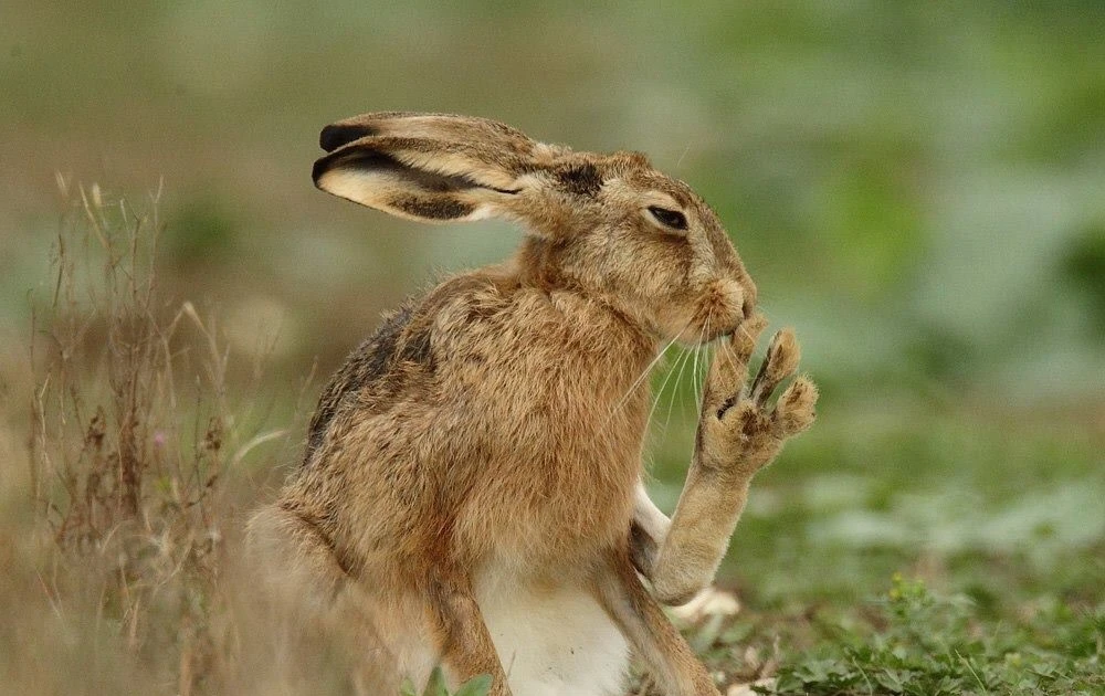 Gallery - Đôi chân dị thường của loài thỏ chạy nhanh nhất thế giới | Báo Tri thức và Cuộc sống - TIN TỨC PHỔ BIẾN KIẾN THỨC 24H