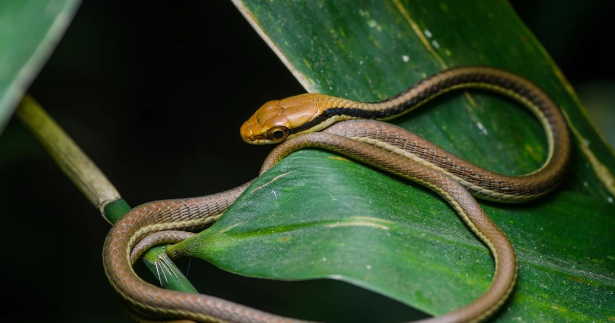 View - Kinh ngạc loài rắn mảnh mai, leo cây kỳ tài có khắp Việt Nam | Báo Tri thức và Cuộc sống - TIN TỨC PHỔ BIẾN KIẾN THỨC 24H
