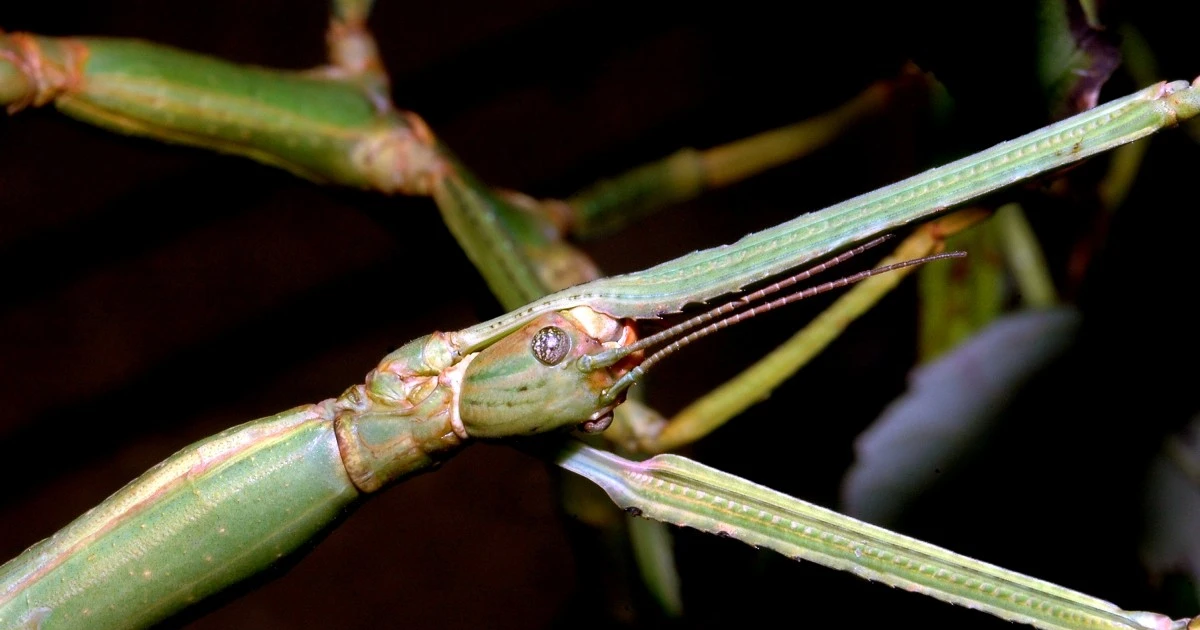 View - Bọ que dài gần 60 cm chấn động thế giới côn trùng | Báo Tri thức và Cuộc sống - TIN TỨC PHỔ BIẾN KIẾN THỨC 24H