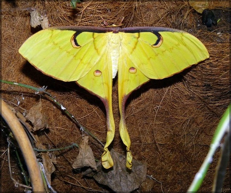 View - Vẻ đẹp huyền bí của loài bướm có trong Sách Đỏ Việt Nam | Báo Tri thức và Cuộc sống - TIN TỨC PHỔ BIẾN KIẾN THỨC 24H