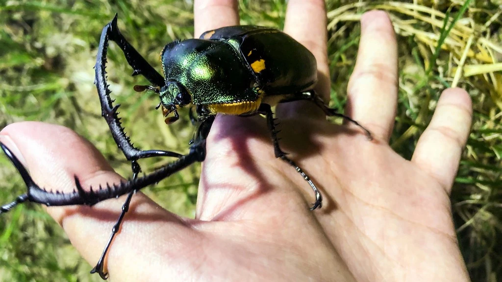 Gallery - Tận thấy loài “cua biết bay” có 1-0-2 Việt Nam | Báo Tri thức và Cuộc sống - TIN TỨC PHỔ BIẾN KIẾN THỨC 24H