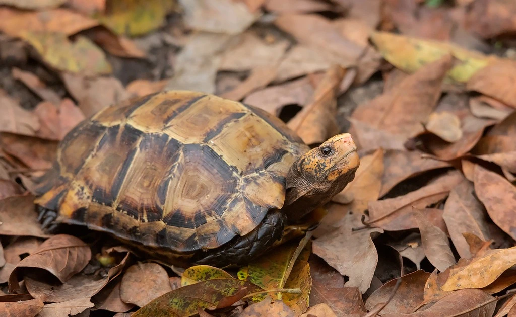 View - Tận mục loài rùa cạn hiếm gặp bí ẩn nhất Việt Nam | Báo Tri thức và Cuộc sống - TIN TỨC PHỔ BIẾN KIẾN THỨC 24H