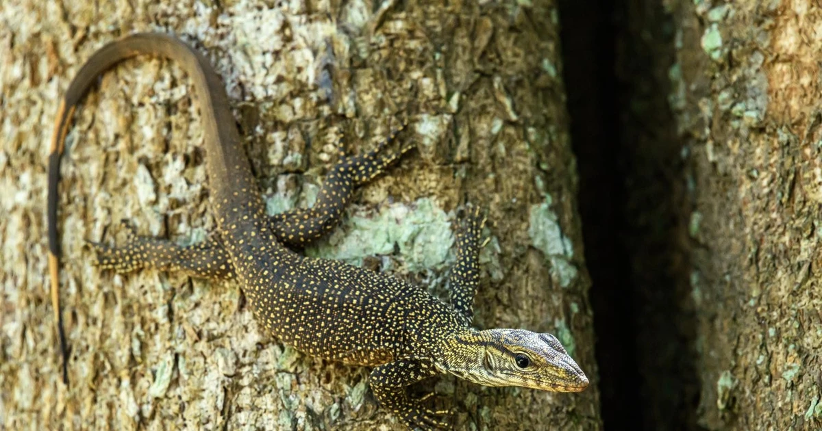View -  Choáng ngợp loài kỳ đà quý hiếm, đẹp lạ ở Việt Nam | Báo Tri thức và Cuộc sống - TIN TỨC PHỔ BIẾN KIẾN THỨC 24H