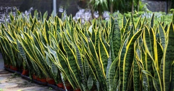 Loài cây cảnh ‘bùa hộ mệnh’ hút tài lộc, mang may mắn quanh năm