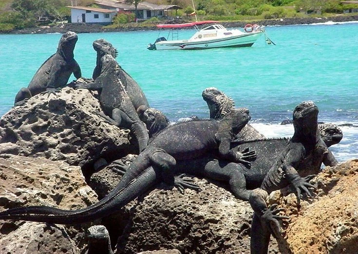 View - Hé hộ hệ sinh thái độc lạ nhất hành tinh giữa Thái Bình Dương | Báo Tri thức và Cuộc sống - TIN TỨC PHỔ BIẾN KIẾN THỨC 24H