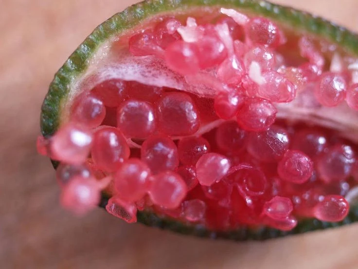 View - Loại quả 'trứng cá hồi' đắt không tưởng, thu hút đại gia | Báo Tri thức và Cuộc sống - TIN TỨC PHỔ BIẾN KIẾN THỨC 24H