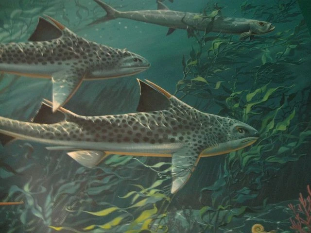 View - Tận mục loài cá mập có gai kỳ dị sống cùng thời các loài khủng long | Báo Tri thức và Cuộc sống - TIN TỨC PHỔ BIẾN KIẾN THỨC 24H