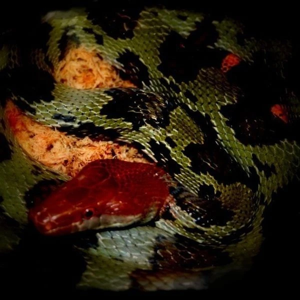 View - Phát hiện loài rắn khổng lồ Việt Nam, hiếm gặp hơn cả trăn gấm | Báo Tri thức và Cuộc sống - TIN TỨC PHỔ BIẾN KIẾN THỨC 24H