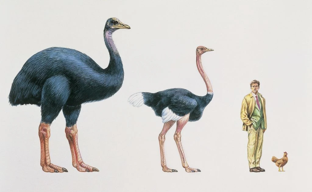 View - Tiết lộ sốc về loài chim lớn nhất từng tồn tại | Báo Tri thức và Cuộc sống - TIN TỨC PHỔ BIẾN KIẾN THỨC 24H