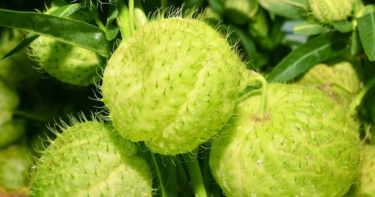 View - Hot trend cây cảnh quả đầu đinh, vừa lạ mắt vừa xả stress nhanh | Báo Tri thức và Cuộc sống - TIN TỨC PHỔ BIẾN KIẾN THỨC 24H