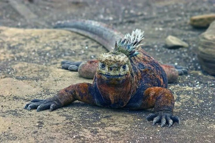 View - Những điều khó tin về loài thằn lằn biển duy nhất còn tồn tại | Báo Tri thức và Cuộc sống - TIN TỨC PHỔ BIẾN KIẾN THỨC 24H