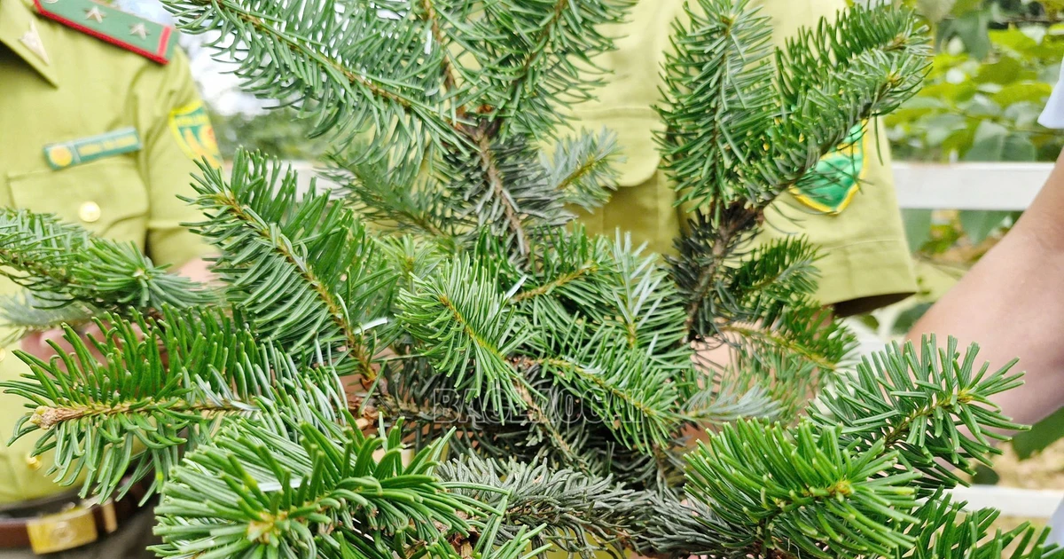 View - Bất ngờ phát hiện quần thể Vân sam cực hiếm ở núi Bát Xát | Báo Tri thức và Cuộc sống - TIN TỨC PHỔ BIẾN KIẾN THỨC 24H