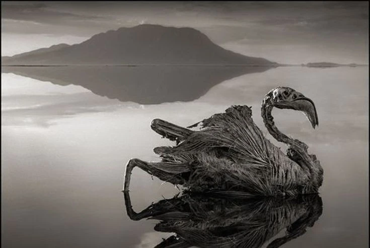 View -  Kỳ dị “hồ máu” biến động vật thành tượng đá ở châu Phi | Báo Tri thức và Cuộc sống - TIN TỨC PHỔ BIẾN KIẾN THỨC 24H