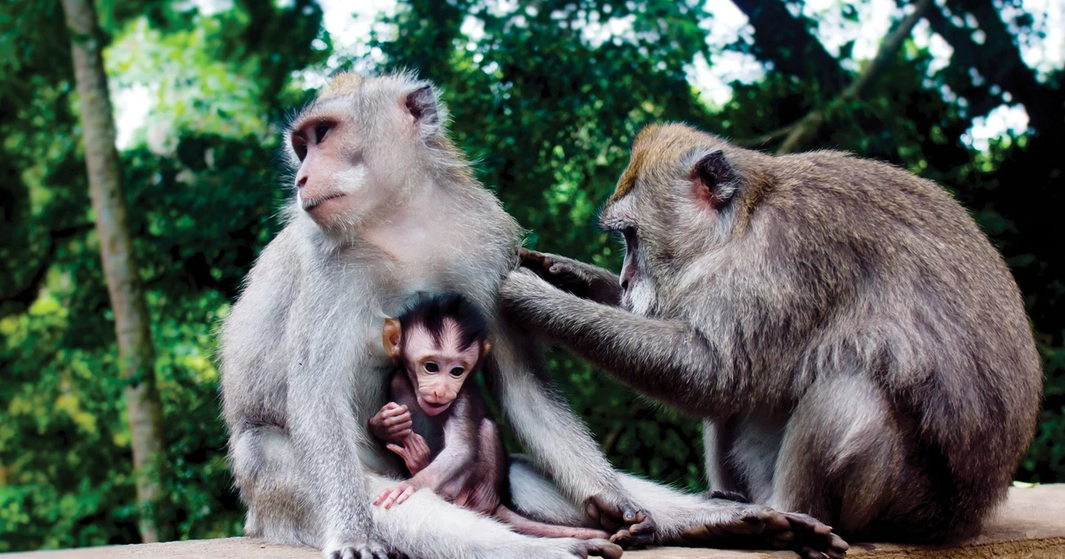 View - Top sự thật thú vị về loài khỉ đuôi dài Việt Nam | Báo Tri thức và Cuộc sống - TIN TỨC PHỔ BIẾN KIẾN THỨC 24H