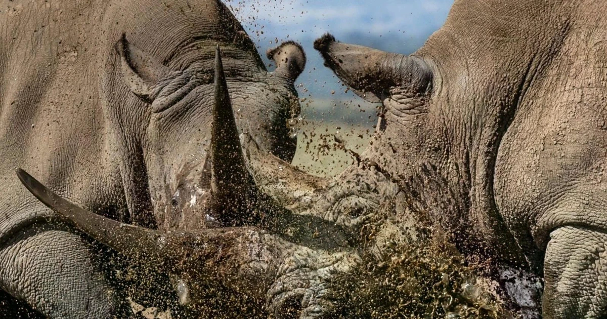 View - 20 ảnh động vật hoang dã lay động triệu trái tim thế giới | Báo Tri thức và Cuộc sống - TIN TỨC PHỔ BIẾN KIẾN THỨC 24H