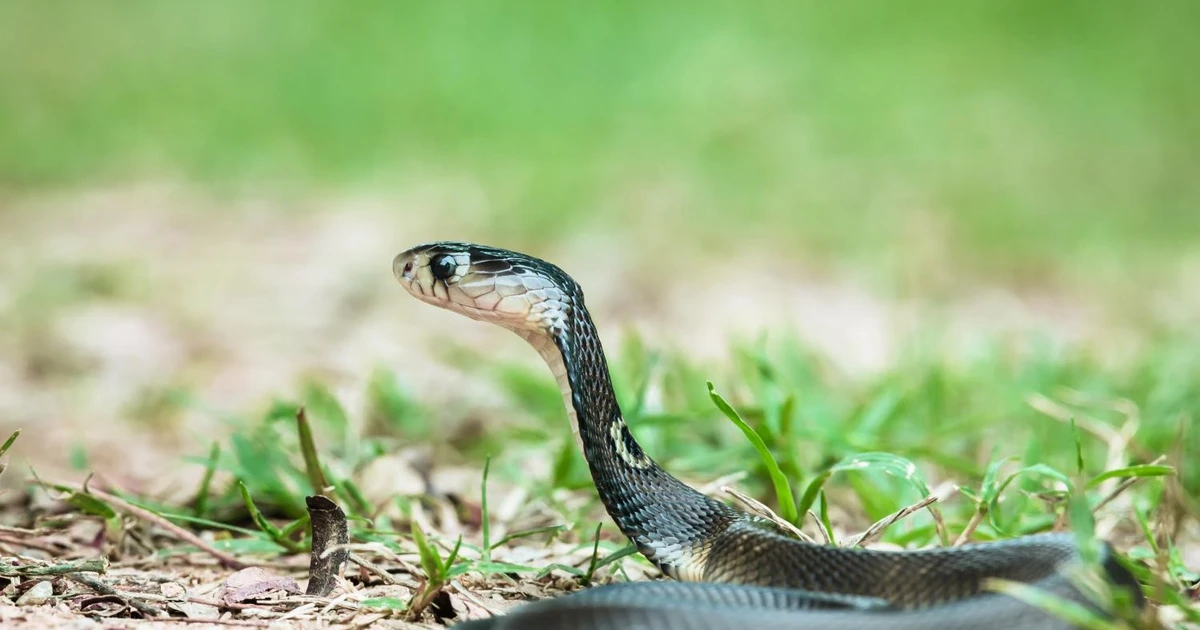 View - Tiết lộ sốc về loài rắn hổ mang xuất hiện nhiều nhất Việt Nam | Báo Tri thức và Cuộc sống - TIN TỨC PHỔ BIẾN KIẾN THỨC 24H