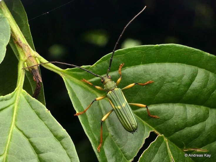 View - Loài côn trùng độc đáo bậc nhất Việt Nam, râu dài hơn thân | Báo Tri thức và Cuộc sống - TIN TỨC PHỔ BIẾN KIẾN THỨC 24H