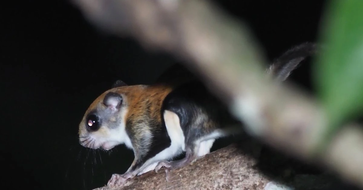 View - Sự thật kỳ thú về loài sóc bay lớn của Việt Nam | Báo Tri thức và Cuộc sống - TIN TỨC PHỔ BIẾN KIẾN THỨC 24H