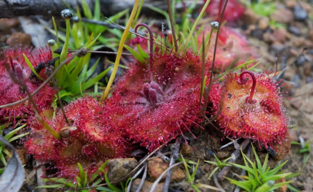 View - Cơ chế săn mồi đỉnh cao của cây trói gà Việt Nam | Báo Tri thức và Cuộc sống - TIN TỨC PHỔ BIẾN KIẾN THỨC 24H