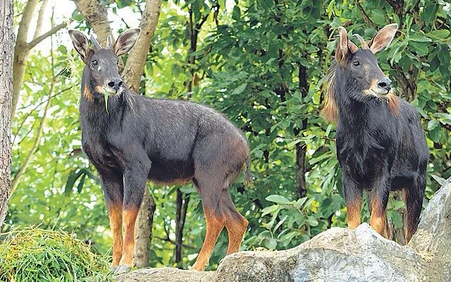 Gallery - Tận thấy “thần thú” hạ phàm, bí hiểm nhất Việt Nam | Báo Tri thức và Cuộc sống - TIN TỨC PHỔ BIẾN KIẾN THỨC 24H