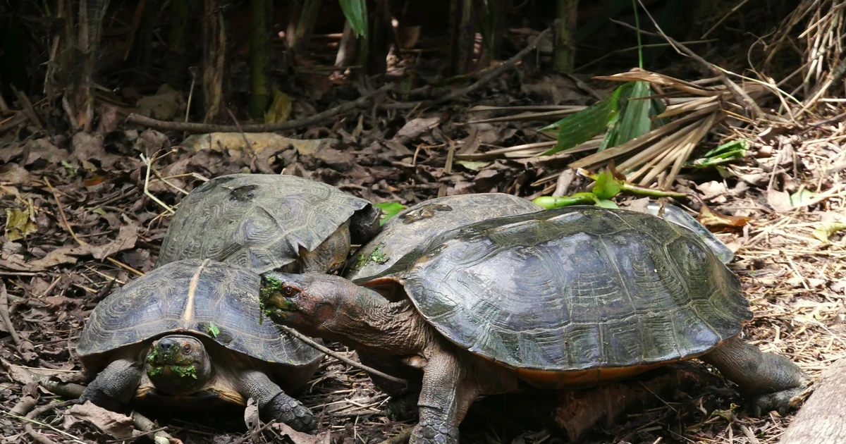 View - Giật mình sự thật về loài rùa đất “khổng lồ” của Việt Nam | Báo Tri thức và Cuộc sống - TIN TỨC PHỔ BIẾN KIẾN THỨC 24H