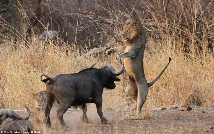 Sự thật gây sốc về loài thú 'cái chết đen' đoạt mạng cả sư tử