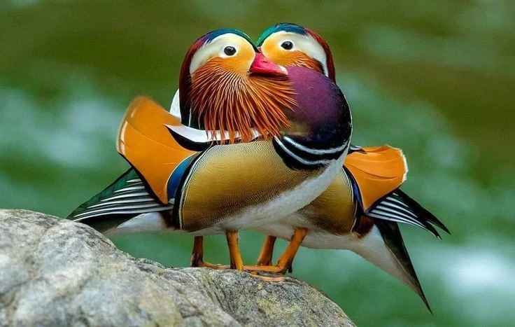 View - Choáng ngợp vẻ kỳ ảo của loài vịt đẹp nhất thế giới | Báo Tri thức và Cuộc sống - TIN TỨC PHỔ BIẾN KIẾN THỨC 24H