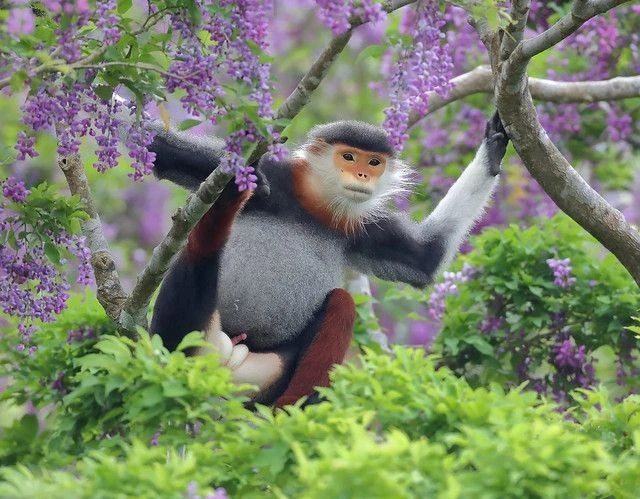 View - Ngắm "nữ hoàng khỉ" sặc sỡ nhất thế giới của Việt Nam | Báo Tri thức và Cuộc sống - TIN TỨC PHỔ BIẾN KIẾN THỨC 24H