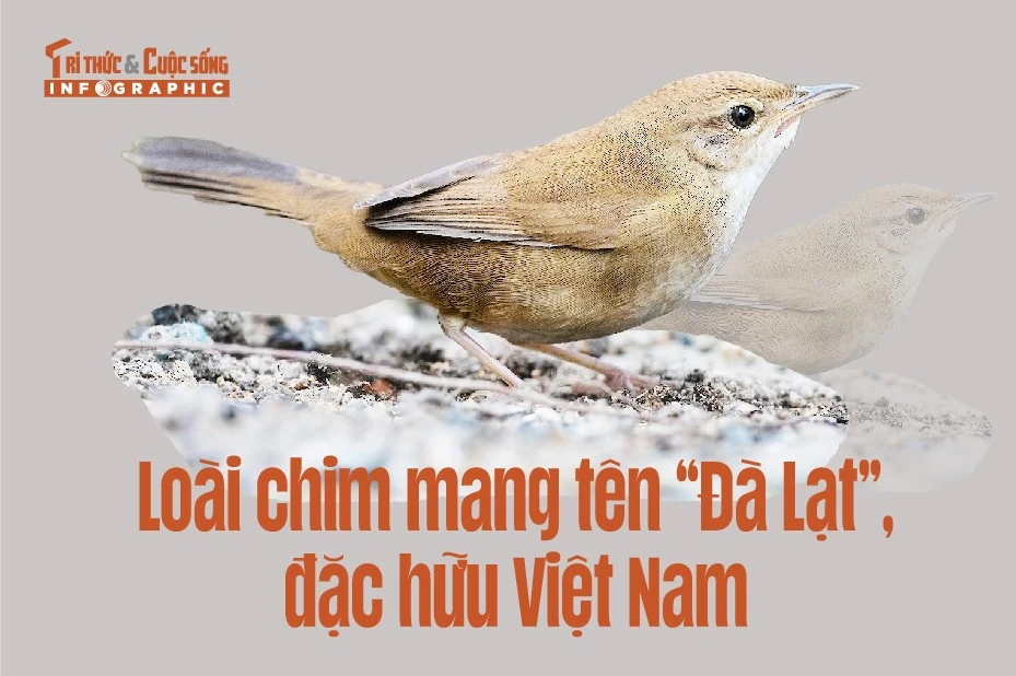 View - [INFOGRAPHIC] Loài chim mang tên “Đà Lạt”, đặc hữu Việt Nam | Báo Tri thức và Cuộc sống - TIN TỨC PHỔ BIẾN KIẾN THỨC 24H