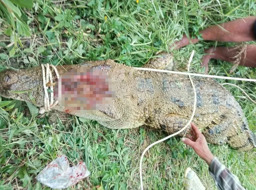 Đã bắt được cá sấu 'khủng' tấn công người ở Khánh Hòa