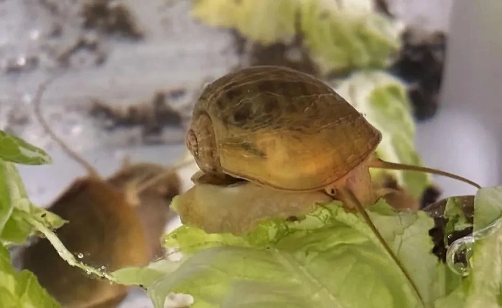 View - Choáng với khả năng mọc lại mắt của loài ốc nước ngọt Nam Mỹ | Báo Tri thức và Cuộc sống - TIN TỨC PHỔ BIẾN KIẾN THỨC 24H