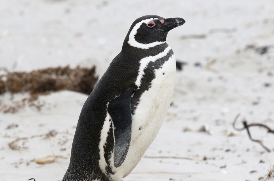 View - Kỹ năng xác định dòng nước tinh vi của chim cánh cụt | Báo Tri thức và Cuộc sống - TIN TỨC PHỔ BIẾN KIẾN THỨC 24H