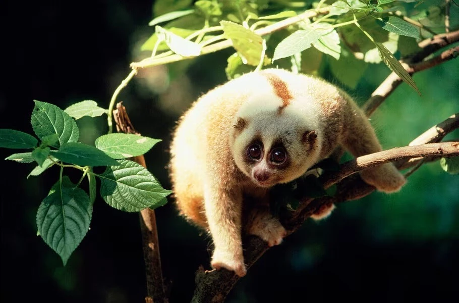 View - Điểm danh loài linh trưởng quý hiếm Việt Nam khiến thế giới kinh ngạc | Báo Tri thức và Cuộc sống - TIN TỨC PHỔ BIẾN KIẾN THỨC 24H