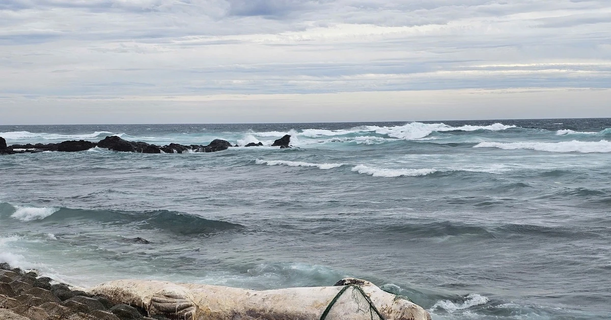 Xác cá voi khổng lồ trôi dạt giữa bão số 10 gây chấn động