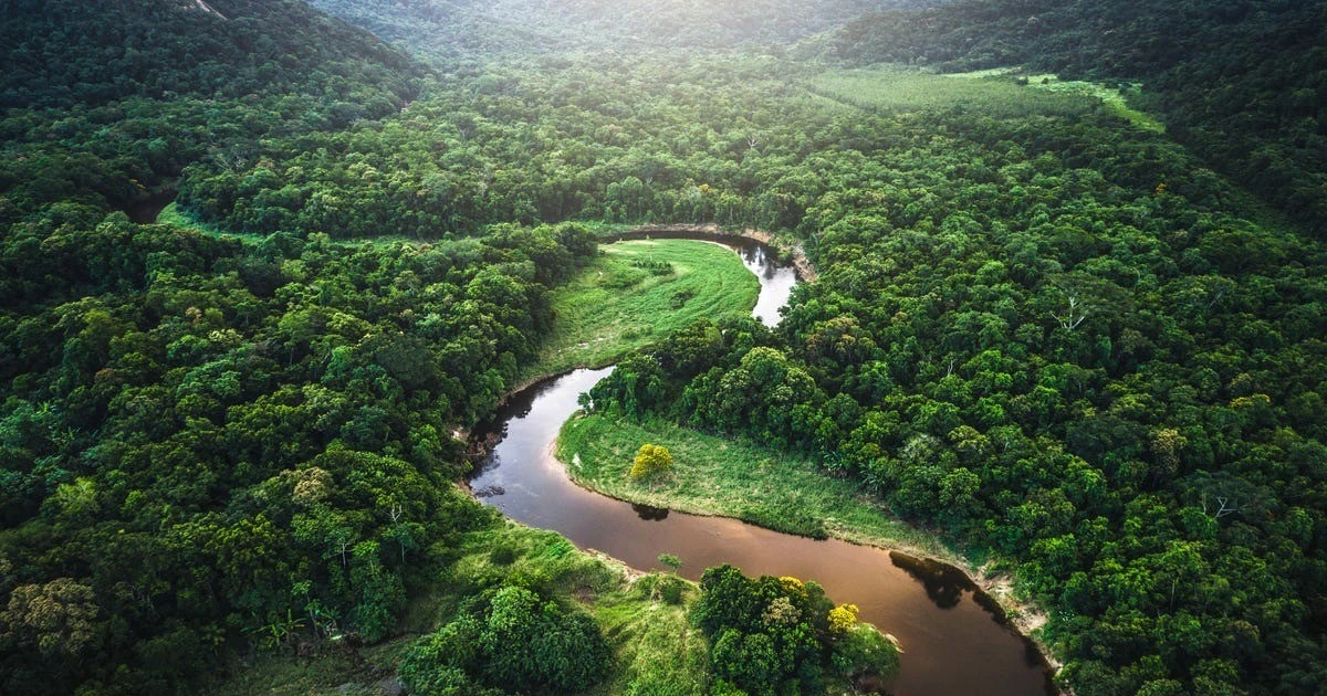 View - Cảnh báo rừng Amazon có thể trở thành đồng cỏ trong 100 năm tới | Báo Tri thức và Cuộc sống - TIN TỨC PHỔ BIẾN KIẾN THỨC 24H