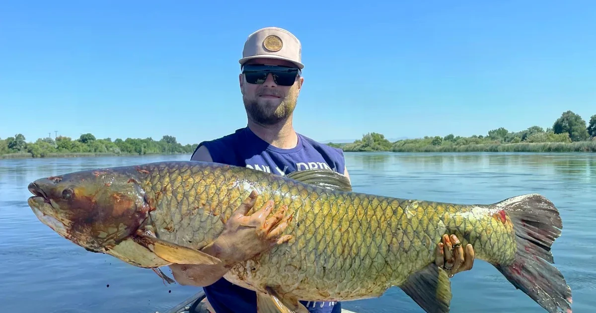 View - 'Thủy quái' cắn câu, cần thủ hốt hoảng kéo lên cá trắm 31kg | Báo Tri thức và Cuộc sống - TIN TỨC PHỔ BIẾN KIẾN THỨC 24H